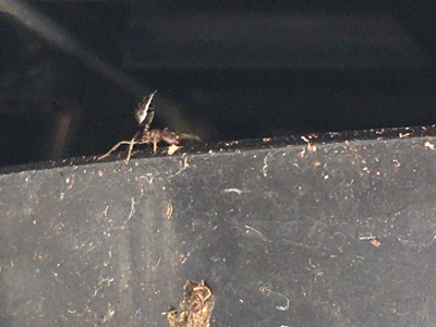 ヒアリに似たアリを発見?_d0214221_07392786.jpg