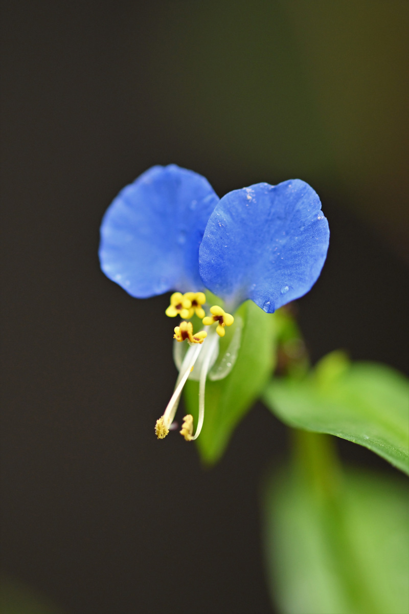 庭の花_a0347635_08210432.jpg