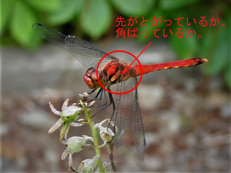 アキアカネ ひめにらの小部屋