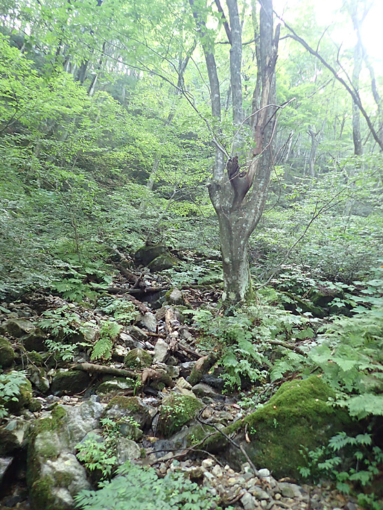 8月31日の大万木山①_f0214649_04534923.jpg