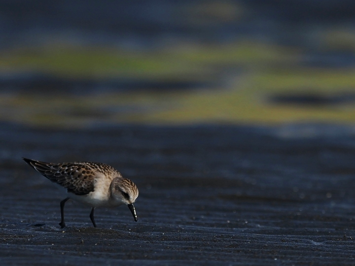 ふなばし三番瀬海浜公園 2021.9.7(1)_c0062451_19243001.jpg