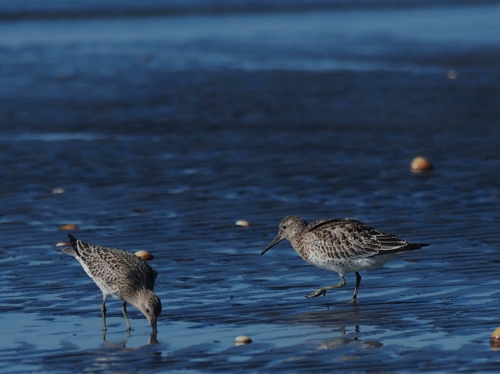 ふなばし三番瀬海浜公園 2021.9.7(1)_c0062451_19243030.jpg