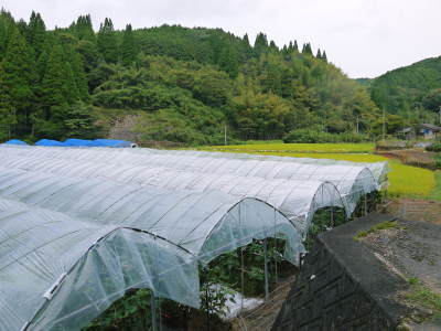 こだわりの『甘熟いちじく』を朝採り即日発送でお届け!美味しい健康食材のいちじくを大好評販売中!_a0254656_17230367.jpg
