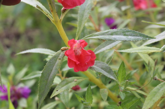 鳳仙花 ホウセンカ ひげ爺の花便り