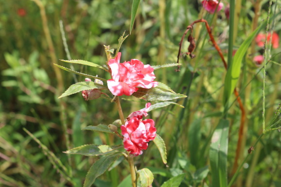 鳳仙花 ホウセンカ ひげ爺の花便り