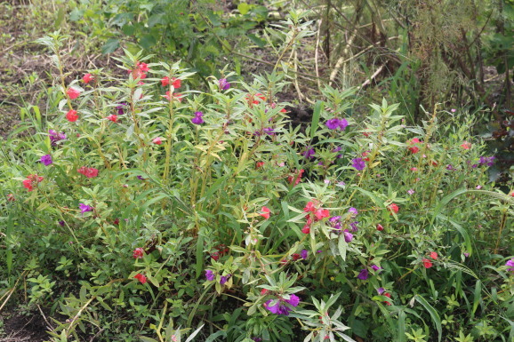鳳仙花 ホウセンカ ひげ爺の花便り