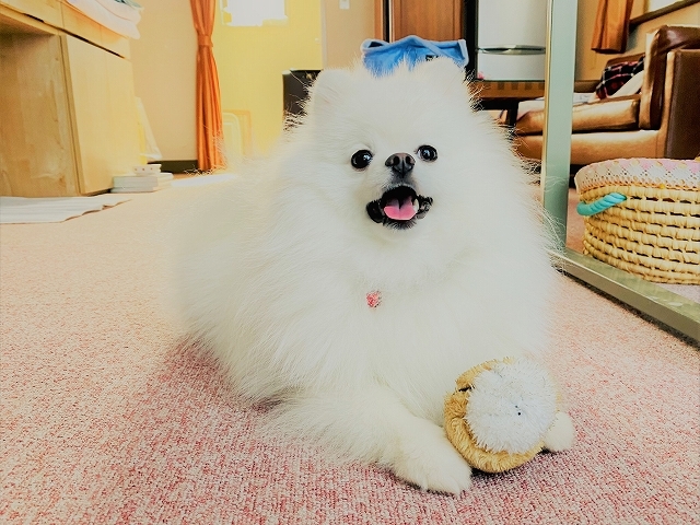 好きであるが故のジレンマ_d0360206_20362433.jpg