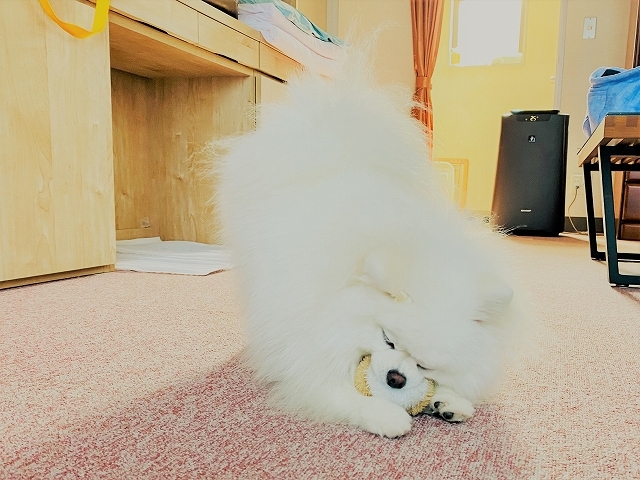 好きであるが故のジレンマ_d0360206_20362449.jpg