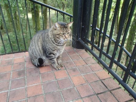 大型犬初体験の元次_f0064906_07172425.jpg