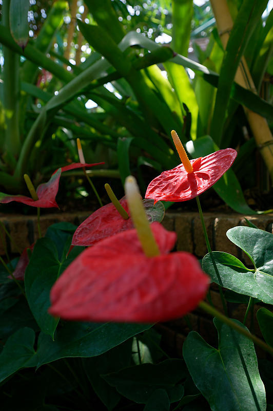 草津市立水生植物公園みずの森 其の三_f0032011_16355364.jpg