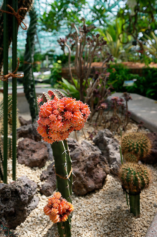 草津市立水生植物公園みずの森 其の三_f0032011_16355440.jpg