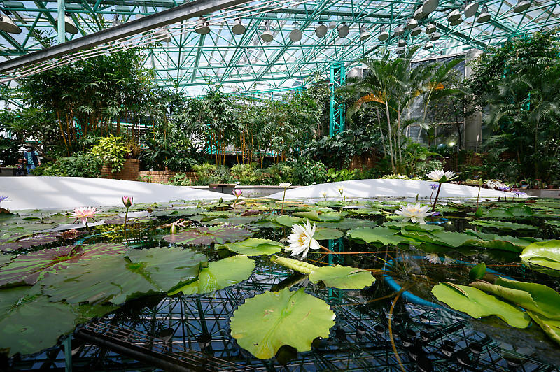 草津市立水生植物公園みずの森 其の三_f0032011_16355494.jpg