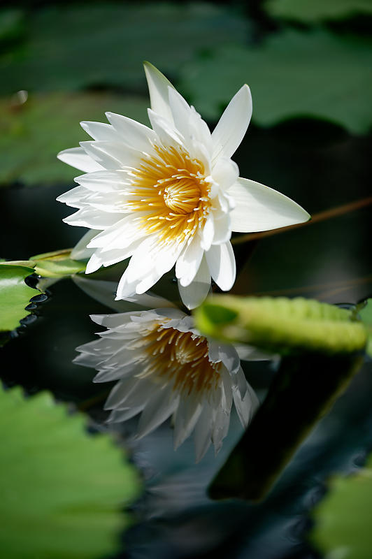 草津市立水生植物公園みずの森 其の三_f0032011_16355525.jpg