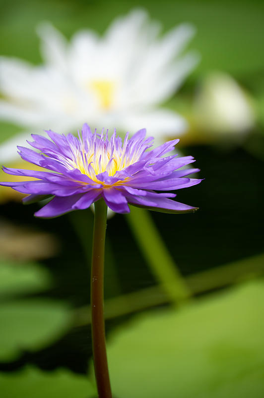 草津市立水生植物公園みずの森 其の三_f0032011_16355539.jpg
