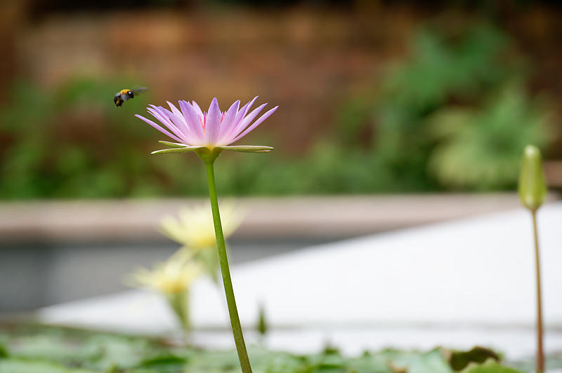 草津市立水生植物公園みずの森 其の三_f0032011_16355567.jpg