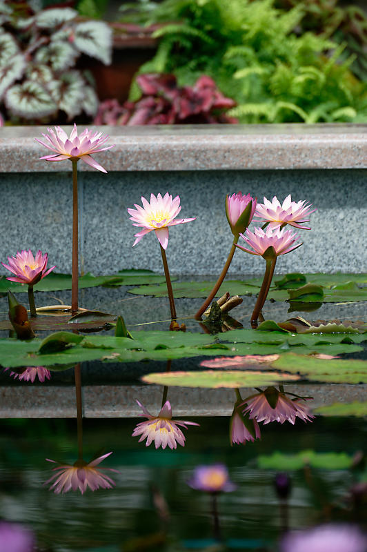 草津市立水生植物公園みずの森 其の三_f0032011_16410532.jpg