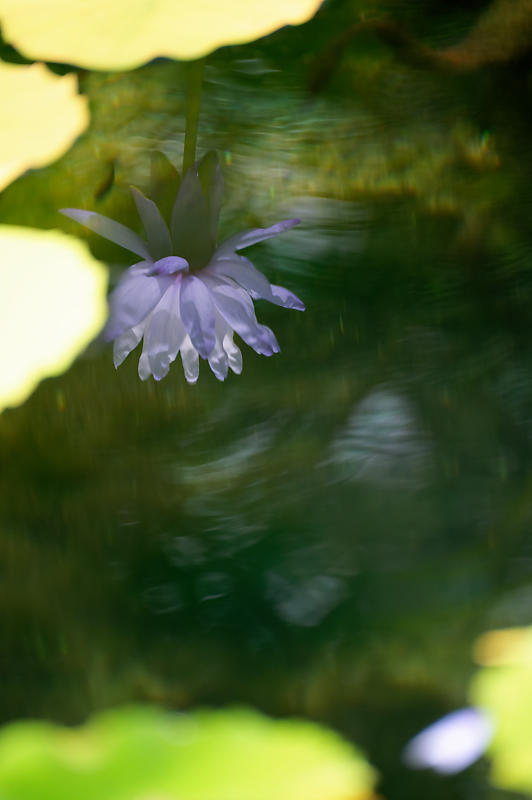 草津市立水生植物公園みずの森 其の三_f0032011_16410616.jpg
