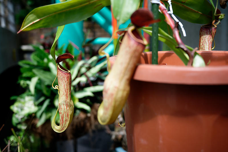 草津市立水生植物公園みずの森 其の三_f0032011_16410645.jpg