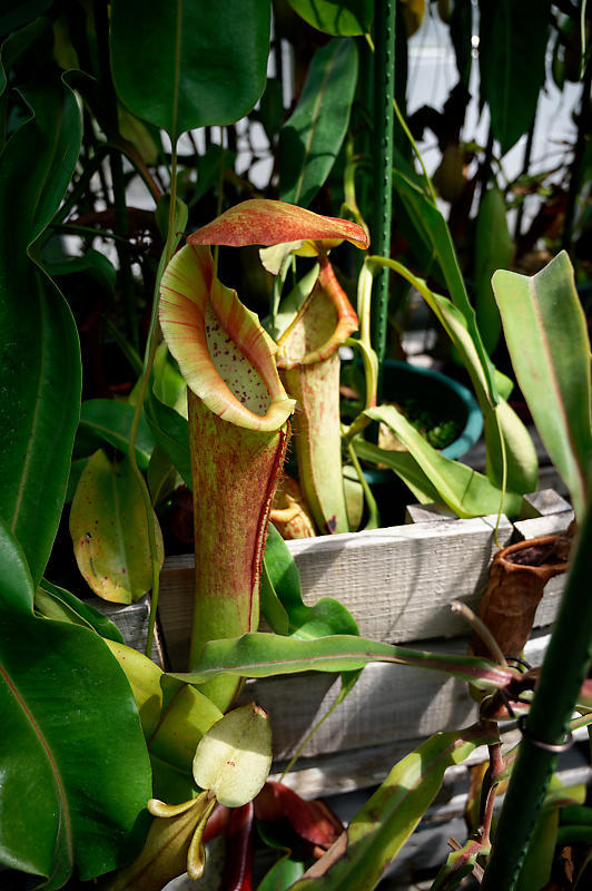 草津市立水生植物公園みずの森 其の三_f0032011_16410656.jpg