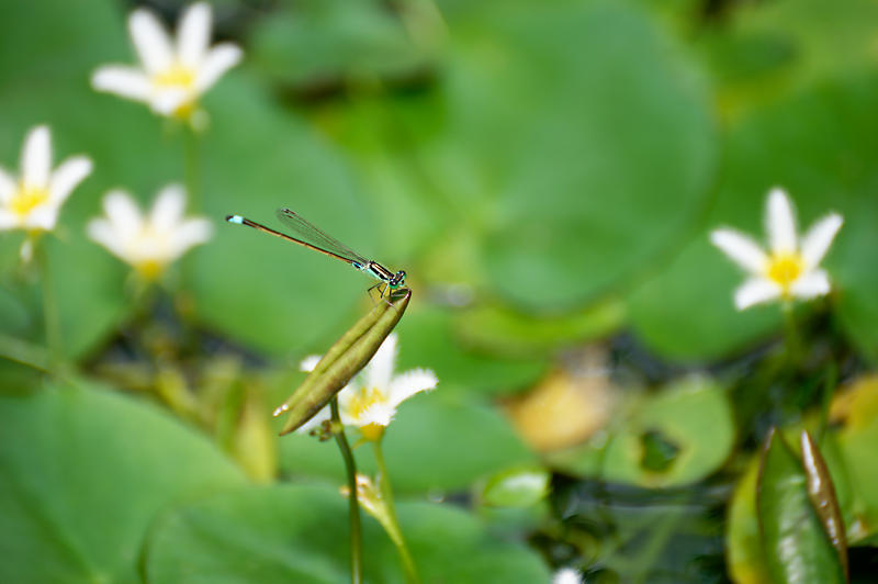 草津市立水生植物公園みずの森 其の三_f0032011_16410691.jpg