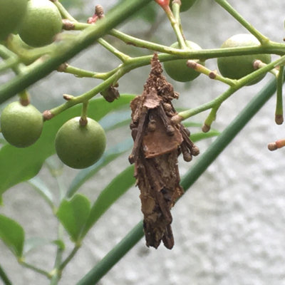 ヒアリに似たアリを発見?_d0214221_04162022.jpg