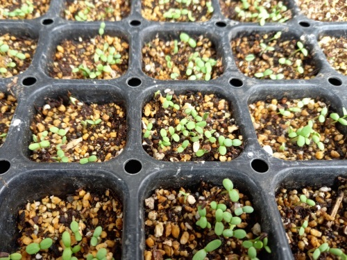 2日で発芽 春菊 専業主婦の愚痴話