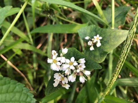 この花何だろう?_f0019247_12355938.jpg
