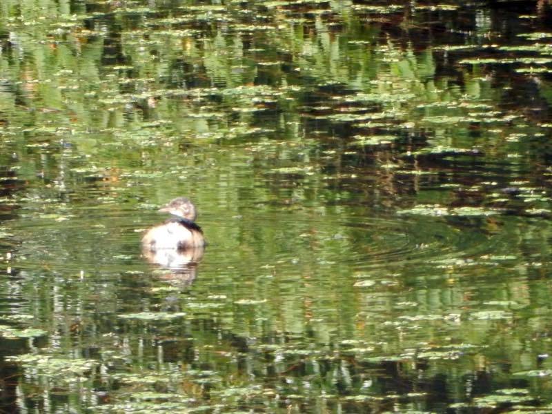 烏瓜 (カラスウリ)_e0024554_18581358.jpg