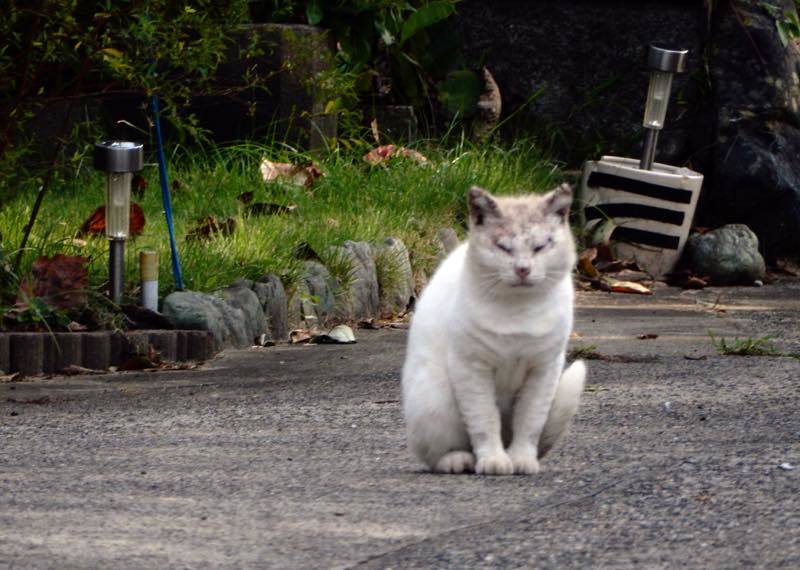 烏瓜 (カラスウリ)_e0024554_18581517.jpg