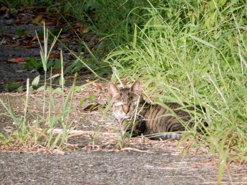 烏瓜 (カラスウリ)_e0024554_18581521.jpg