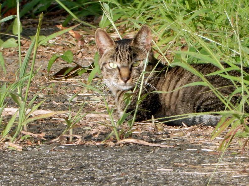 烏瓜 (カラスウリ)_e0024554_18581552.jpg
