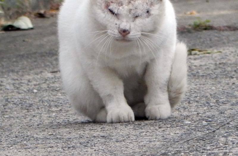 烏瓜 (カラスウリ)_e0024554_18581920.jpg