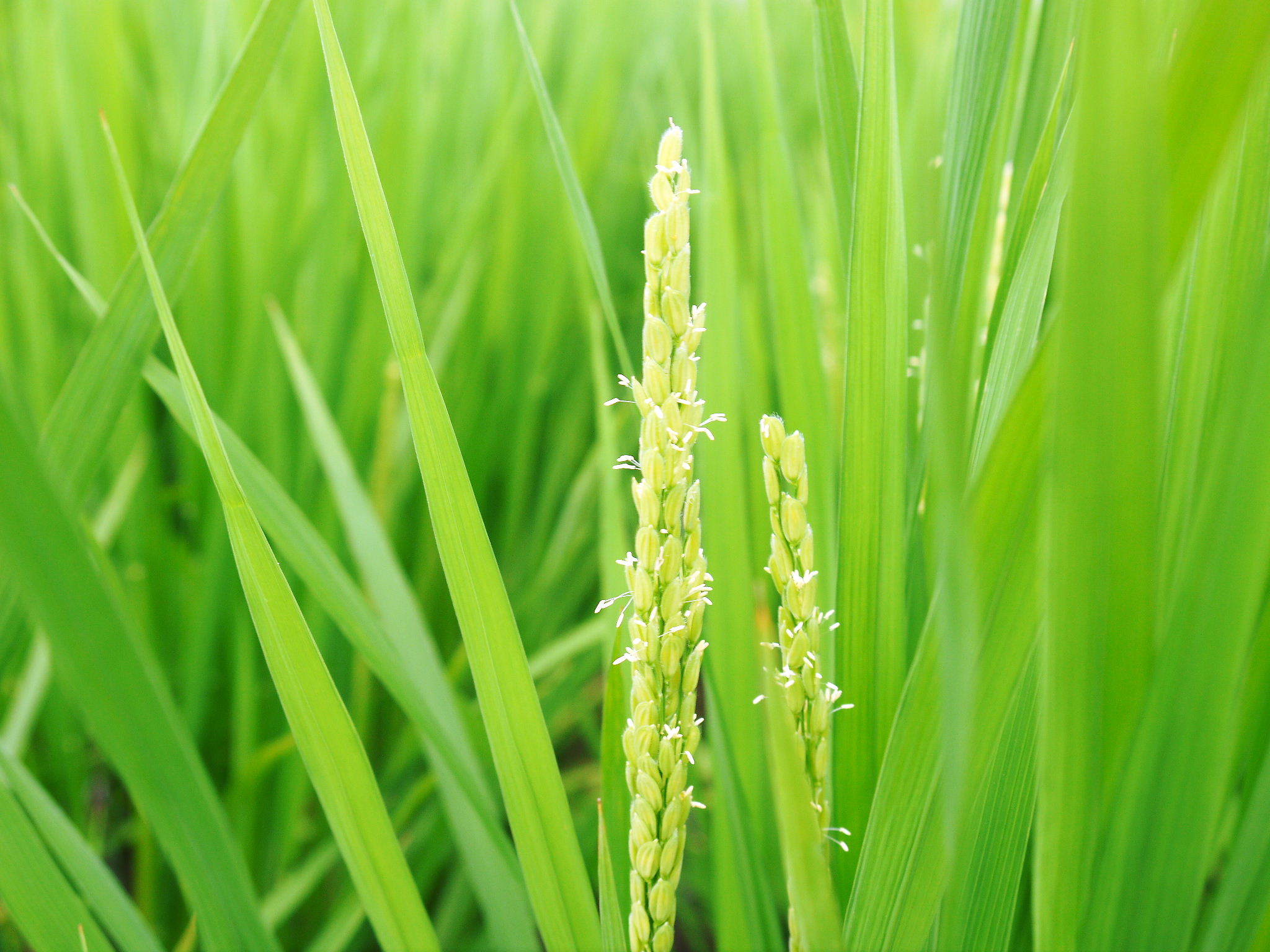 無農薬栽培の『雑穀米』『発芽玄米』大好評販売中！命みなぎる美味しいお米に元気な花が咲きました(2021)_a0254656_17293584.jpg