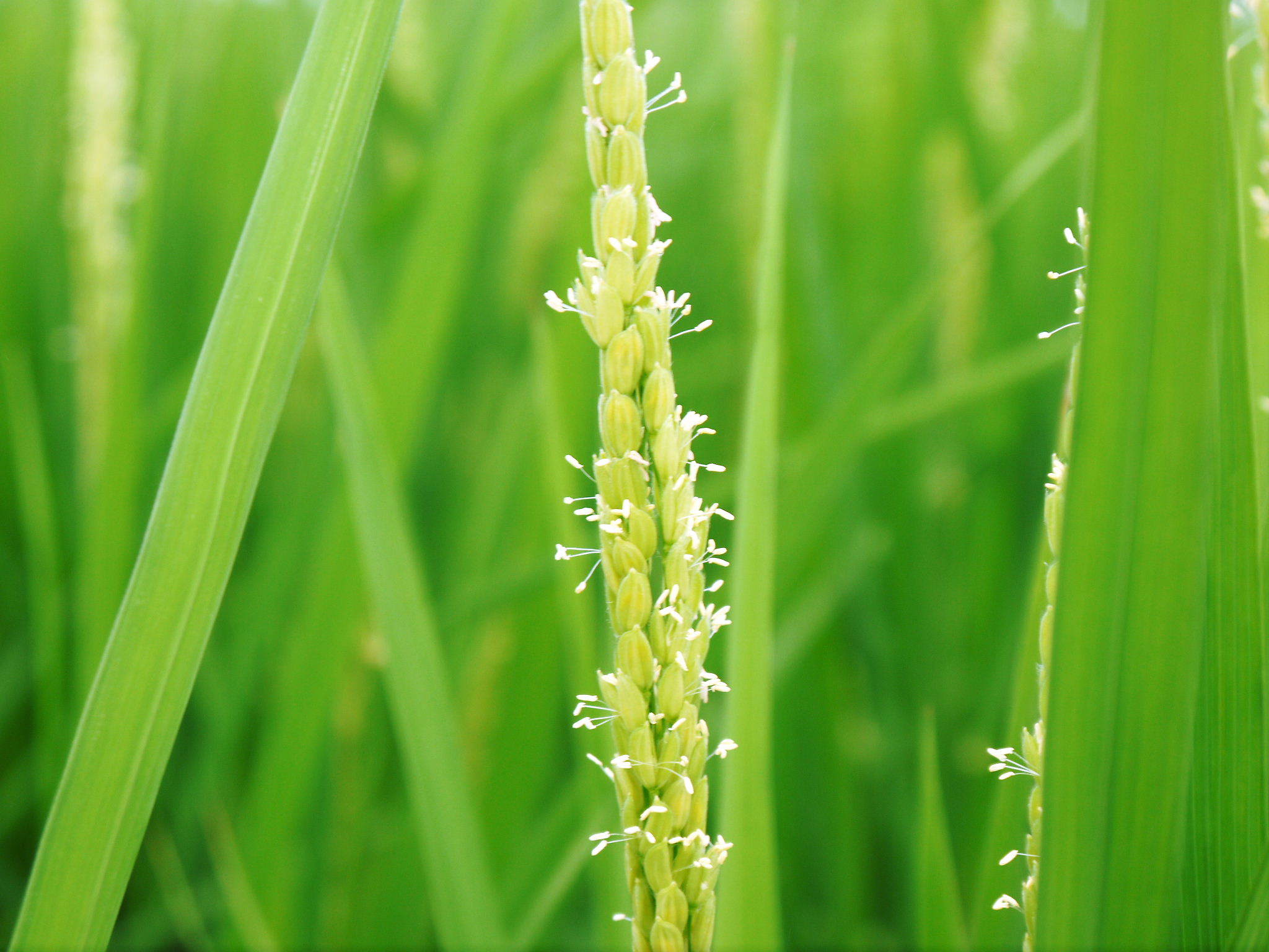 無農薬栽培の『雑穀米』『発芽玄米』大好評販売中！命みなぎる美味しいお米に元気な花が咲きました(2021)_a0254656_17324005.jpg