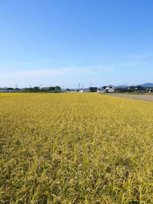 無農薬栽培の『雑穀米』『発芽玄米』大好評販売中!命みなぎる美味しいお米に元気な花が咲きました(2021)_a0254656_17533288.jpg