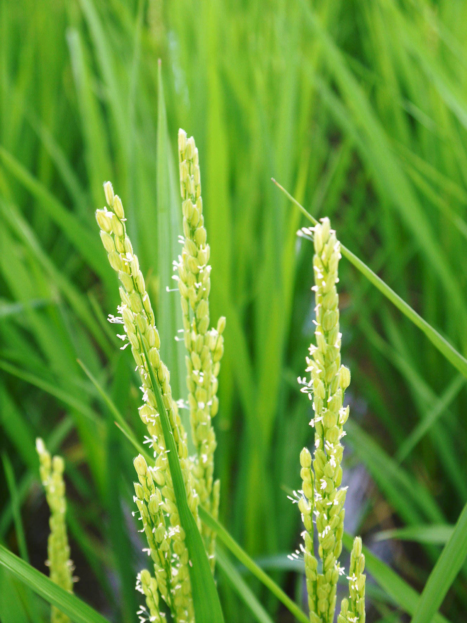 無農薬栽培の『雑穀米』『発芽玄米』大好評販売中！命みなぎる美味しいお米に元気な花が咲きました(2021)_a0254656_17595433.jpg
