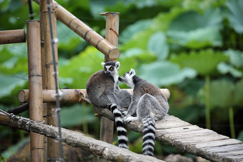 マダガスカル島で独特な進化をとげたサルたち 動物園のど