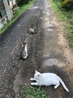 秋だな〜_f0363168_20200798.png