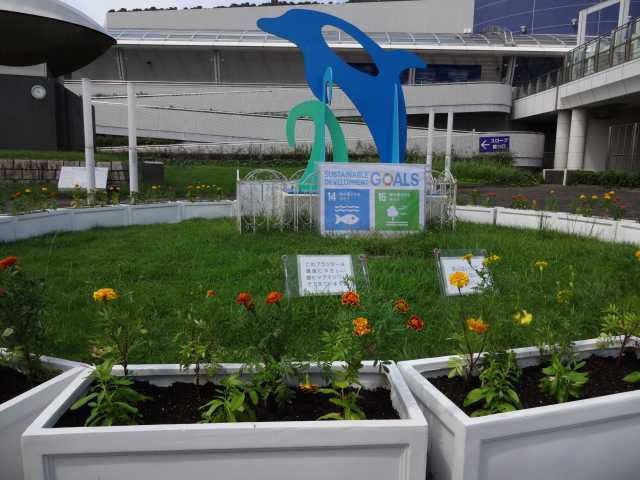 名古屋港水族館前のプランター花壇の植栽R3.9.7_d0338682_11014730.jpg