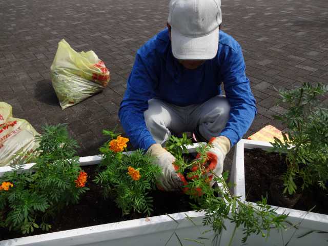名古屋港水族館前のプランター花壇の植栽R3.9.7_d0338682_11225839.jpg