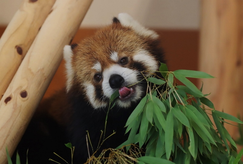 かみね動物園のレッサーパンダの竹林 : レサパン日和