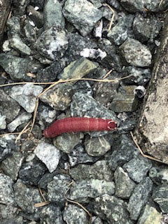 赤い芋虫ちゃんが忙しなく移動してました 昆虫ブログ むし探検広場 赤い芋虫ちゃんが忙しなく移動してました 昆虫ブログ むし探検広場