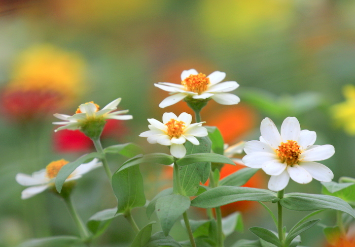 凛とした花 八十路の気まぐれ写真館