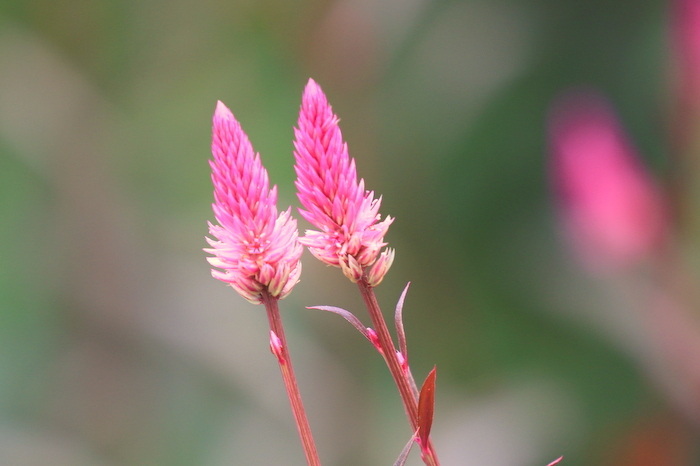 凛とした花 八十路の気まぐれ写真館