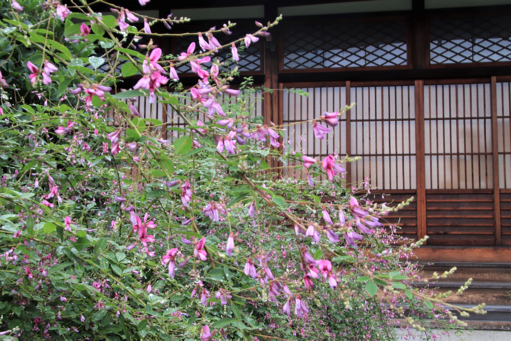 萩が咲き始めた　常林寺_e0048413_18334528.jpg