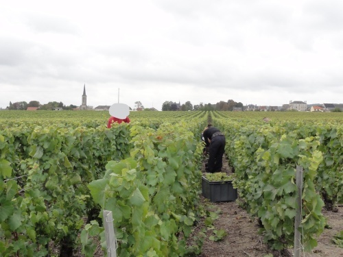 ぶどう畑を訪れる際の最低限のマナー フランス家庭料理教室