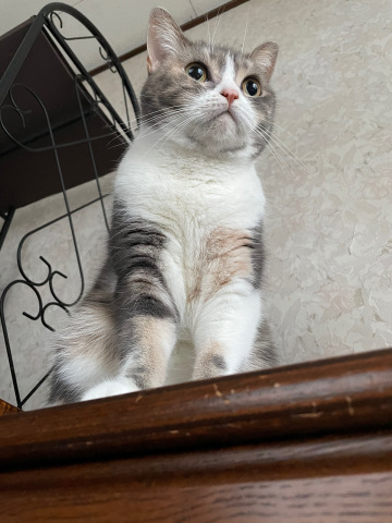 つぐみ親子の戯れ愛_b0340621_15354566.jpeg