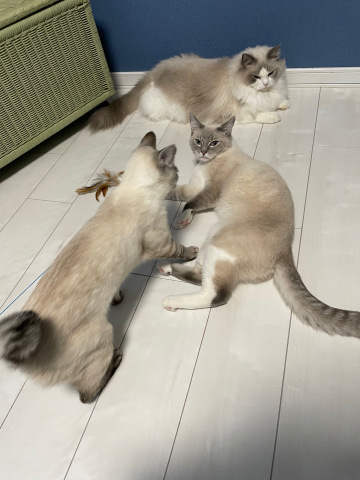 つぐみ親子の戯れ愛_b0340621_15362423.jpeg