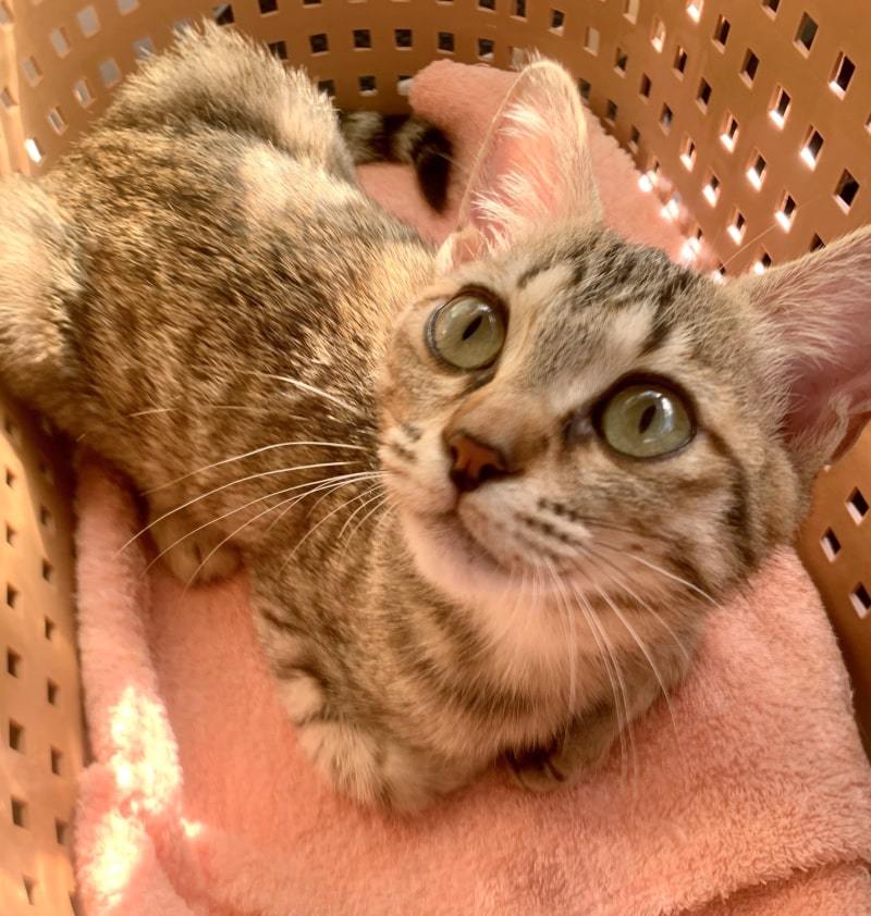 ねねこちゃん闘病記6「血液検査数値とワクチンのこと」_d0118933_14181643.jpg