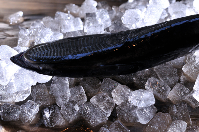 小判鮫 コバンザメ 食べられるんです 魚屋三代目日記 小判鮫 コバンザメ 食べられるんです 魚屋三代目日記